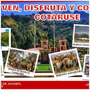 Cotaruse